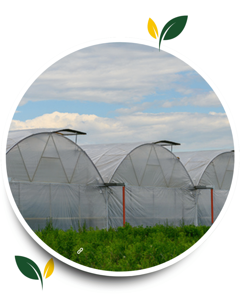 green modern agriculture expert services instagram post(3)